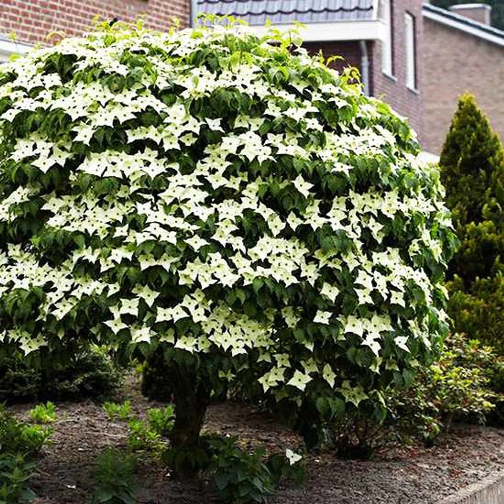 Китайски дрян Cornus kousa 'Milky Way' – декоративно дърво с бели цветове и ядливи плодове