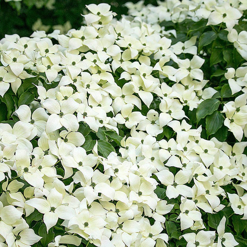 Китайски дрян Cornus kousa 'Milky Way' – декоративно дърво с бели цветове и ядливи плодове