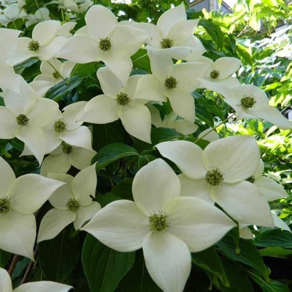 Китайски дрян Cornus kousa 'Milky Way' – декоративно дърво с бели цветове и ядливи плодове