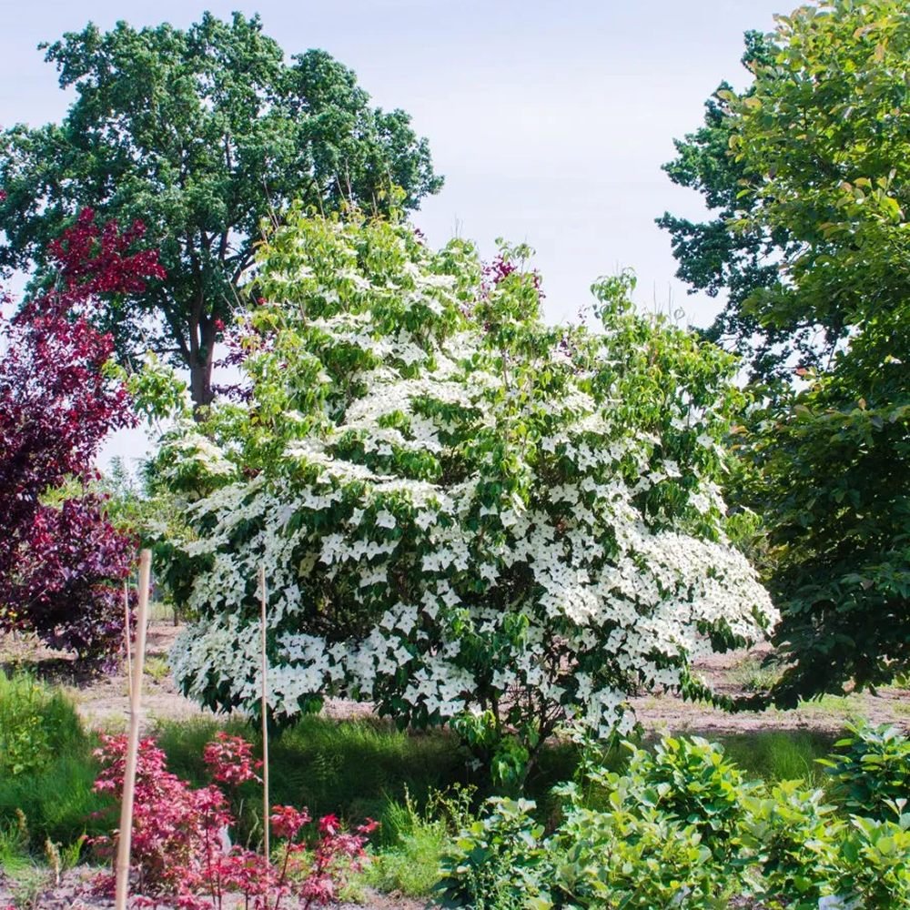 Китайски дрян Cornus kousa 'Milky Way' – декоративно дърво с бели цветове и ядливи плодове
