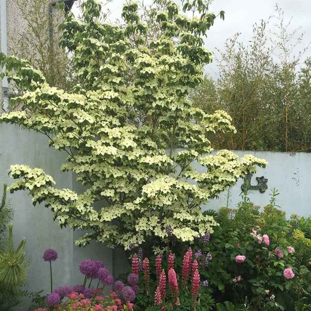 Corn Chinezesc Cornus Kouse China Girl, cu flori albe