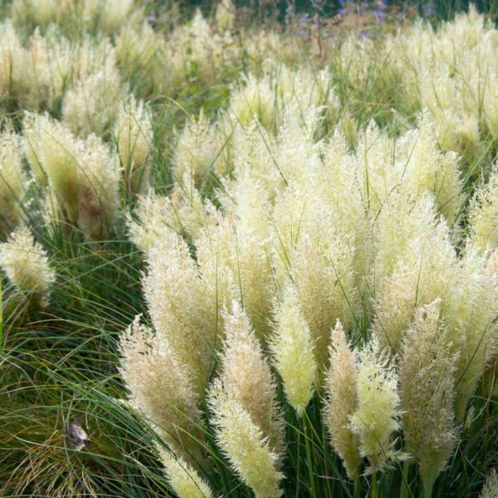 Iarba de Pampas Pitica (Cortaderia Tiny), iarba decorativa compacta cu spice argintii rezistenta la ger