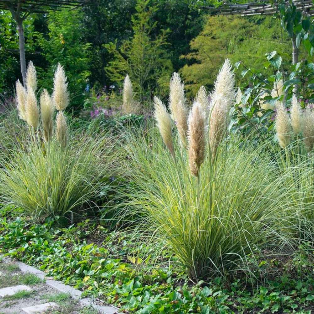 Iarba de Pampas Pitica (Cortaderia Tiny), iarba decorativa compacta cu spice argintii rezistenta la ger