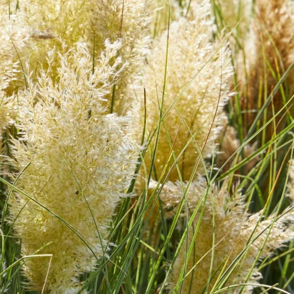 Iarba de Pampas Pitica (Cortaderia Tiny), iarba decorativa compacta cu spice argintii rezistenta la ger