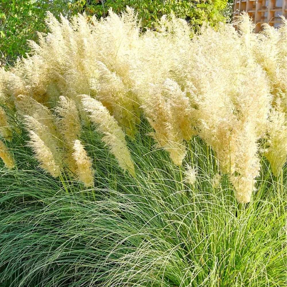 Iarba de Pampas Pitica (Cortaderia Tiny), iarba decorativa compacta cu spice argintii rezistenta la ger