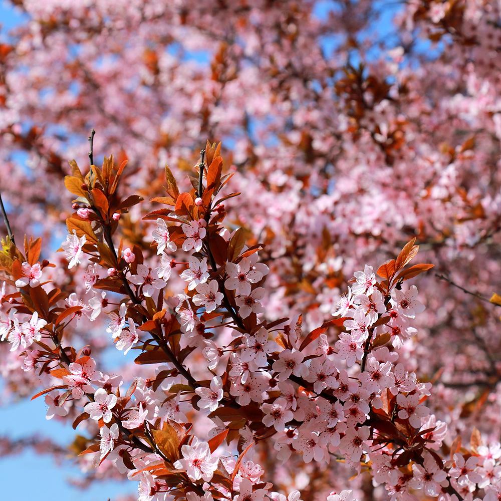 Cires Japonez roz Ruby, cu flori roz-rubiniu