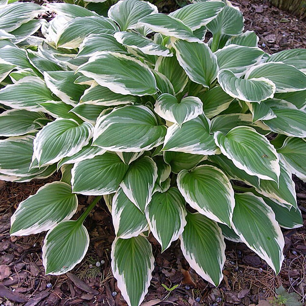 Crin de Toamna (Hosta) Albomarginata, cu frunzis verde si margini albe