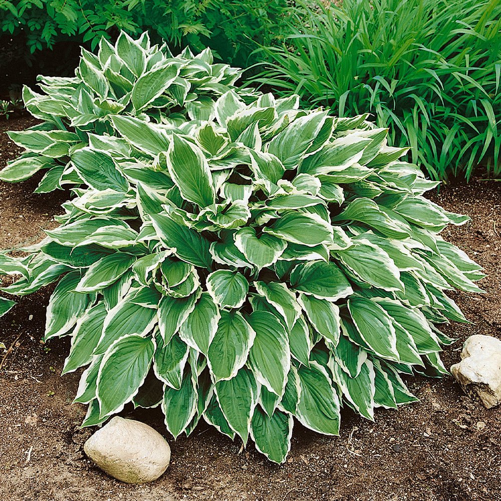 Crin de Toamna (Hosta) Albomarginata, cu frunzis verde si margini albe