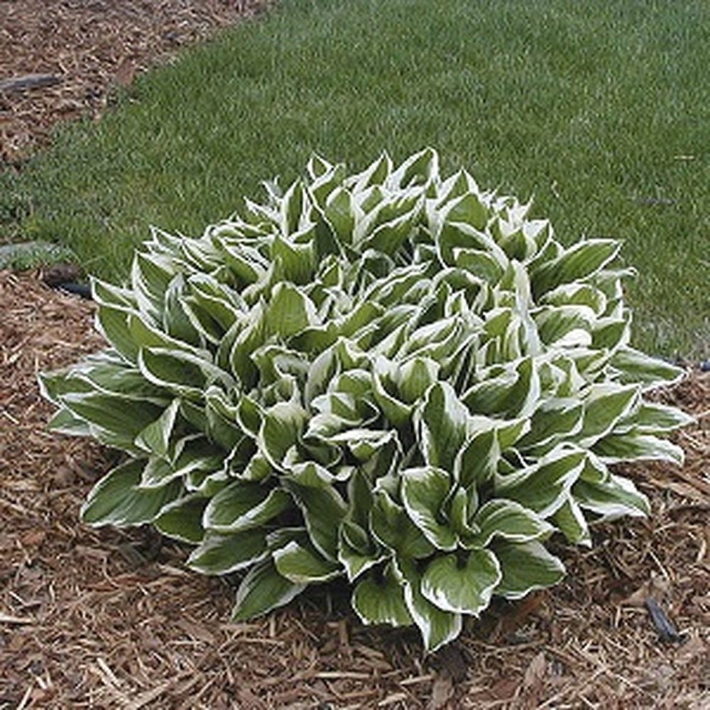 Crin de Toamna (Hosta) Albomarginata, cu frunzis verde si margini albe