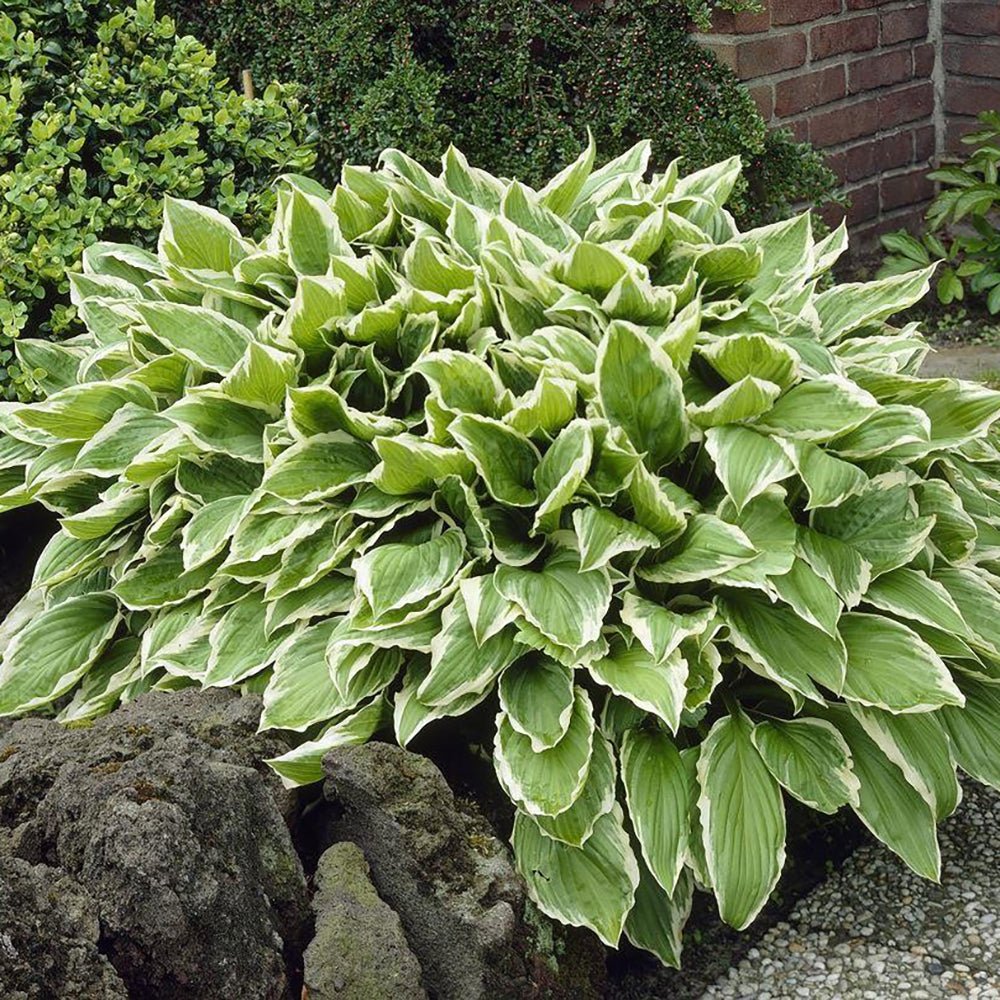 Crin de Toamna (Hosta) Albomarginata, cu frunzis verde si margini albe