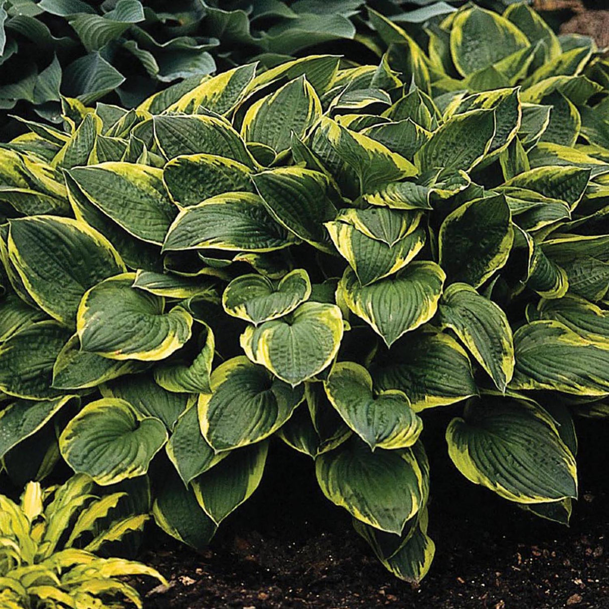 Crin de Toamna (Hosta) Aureomarginata, cu frunzis verde si margini galbene