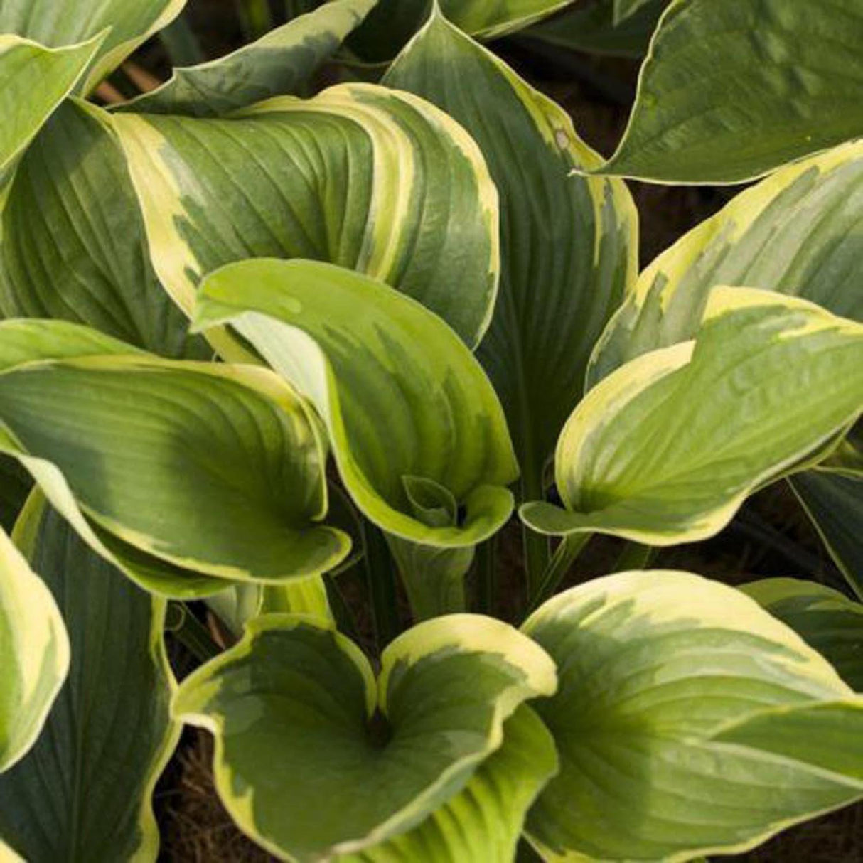 Crin de Toamna (Hosta) Aureomarginata, cu frunzis verde si margini galbene