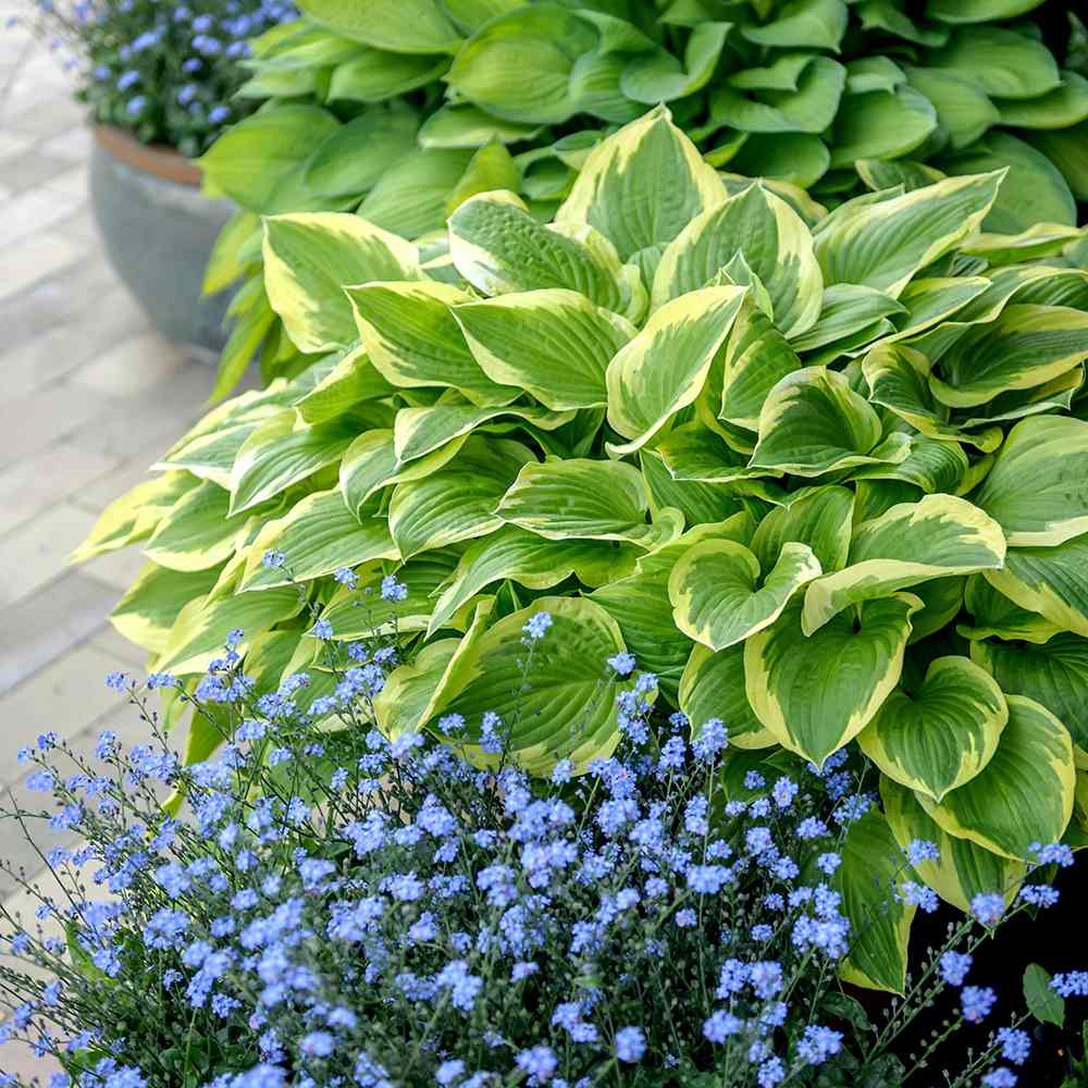 Crin de toamna (Hosta) Golden Tiara, cu frunze verzi si margini galbene