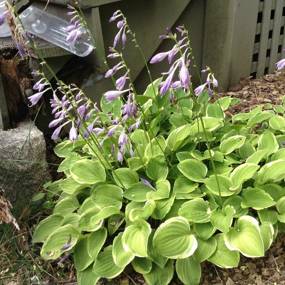Crin de toamna (Hosta) Golden Tiara, cu frunze verzi si margini galbene