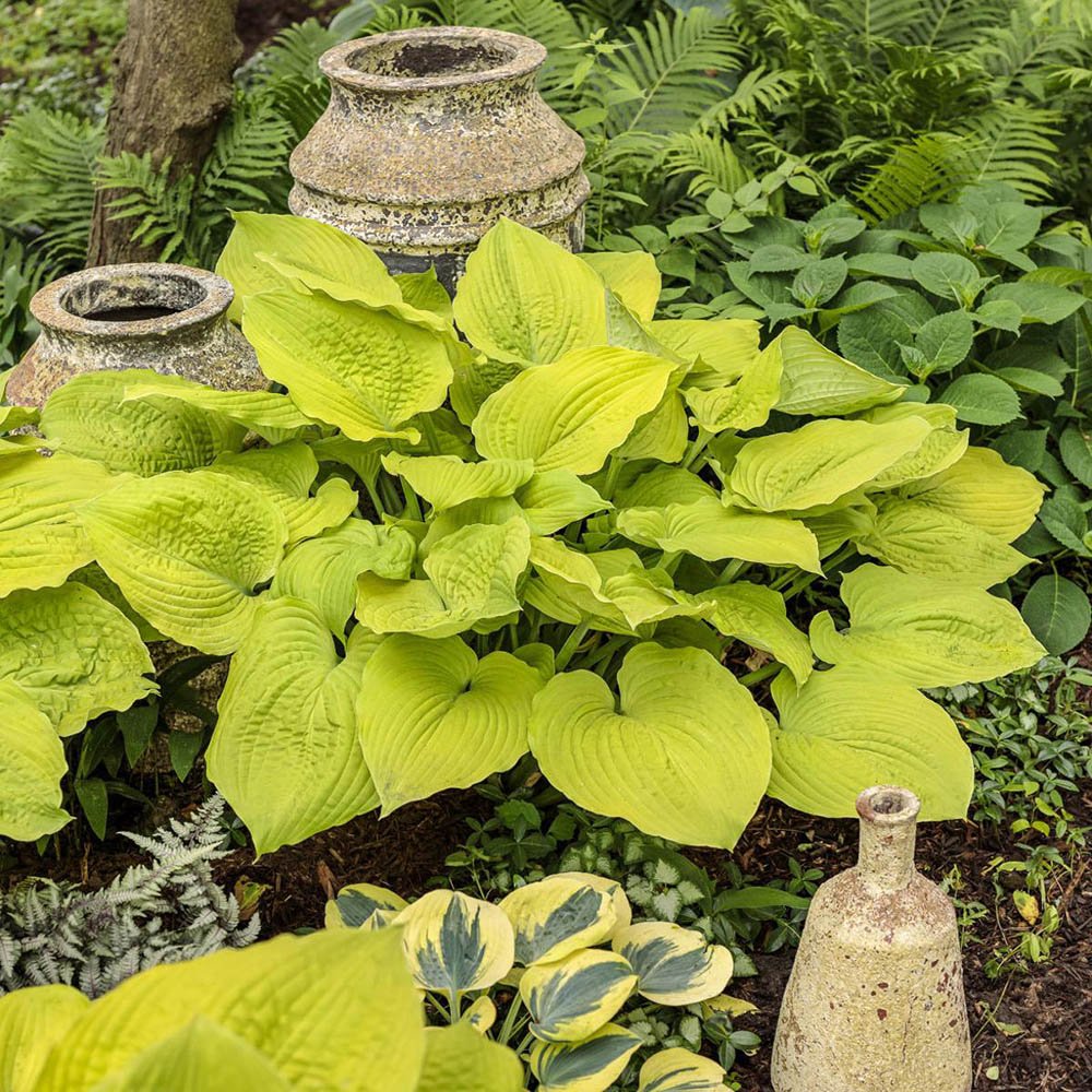 Crin de Toamna (Hosta Hybrid) Gold Standard, cu frunzis auriu