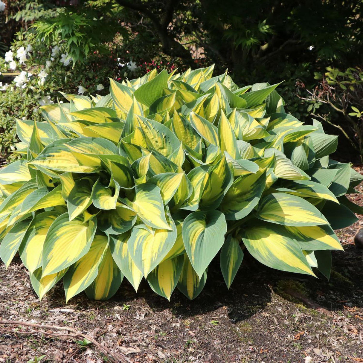 Crin de Toamna (Hosta) Orange Marmelade, cu frunzis galben si margini verzi
