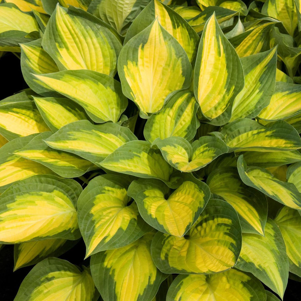 Crin de Toamna (Hosta) Orange Marmelade, cu frunzis galben si margini verzi