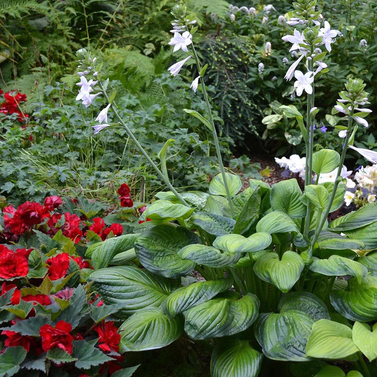 Crin de Toamna (Hosta) Orange Marmelade, cu frunzis galben si margini verzi