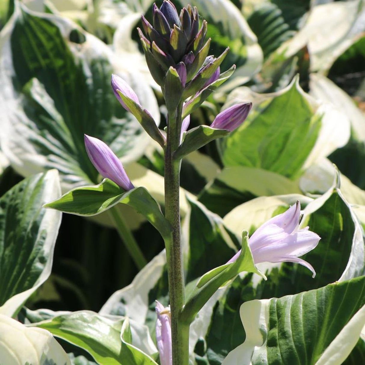 Crin de Toamna (Hosta) Patriot, cu frunzis verde si margini albe