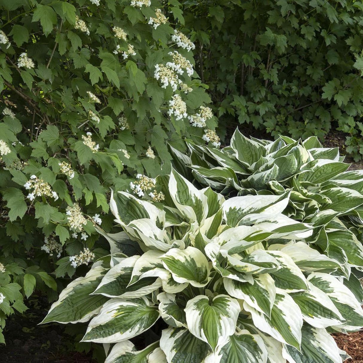 Crin de Toamna (Hosta) Patriot, cu frunzis verde si margini albe