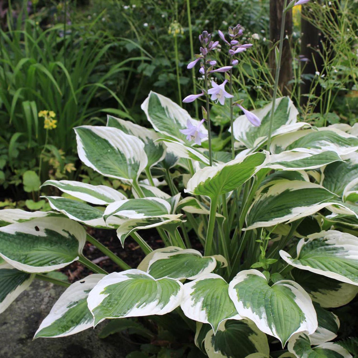 Crin de Toamna (Hosta) Patriot, cu frunzis verde si margini albe
