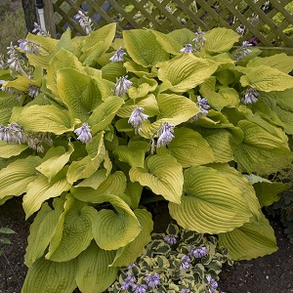 Crin de Toamna (Hosta) Shadowland Coast To Coast, cu frunzis galben-auriu