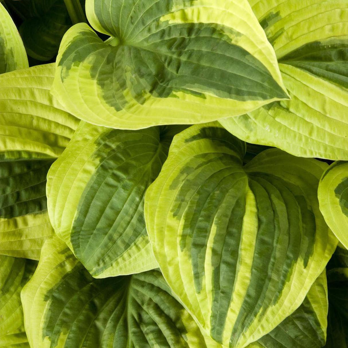 Crin de Toamna (Hosta) Wide Brim, cu frunzis verde si margini cremoase