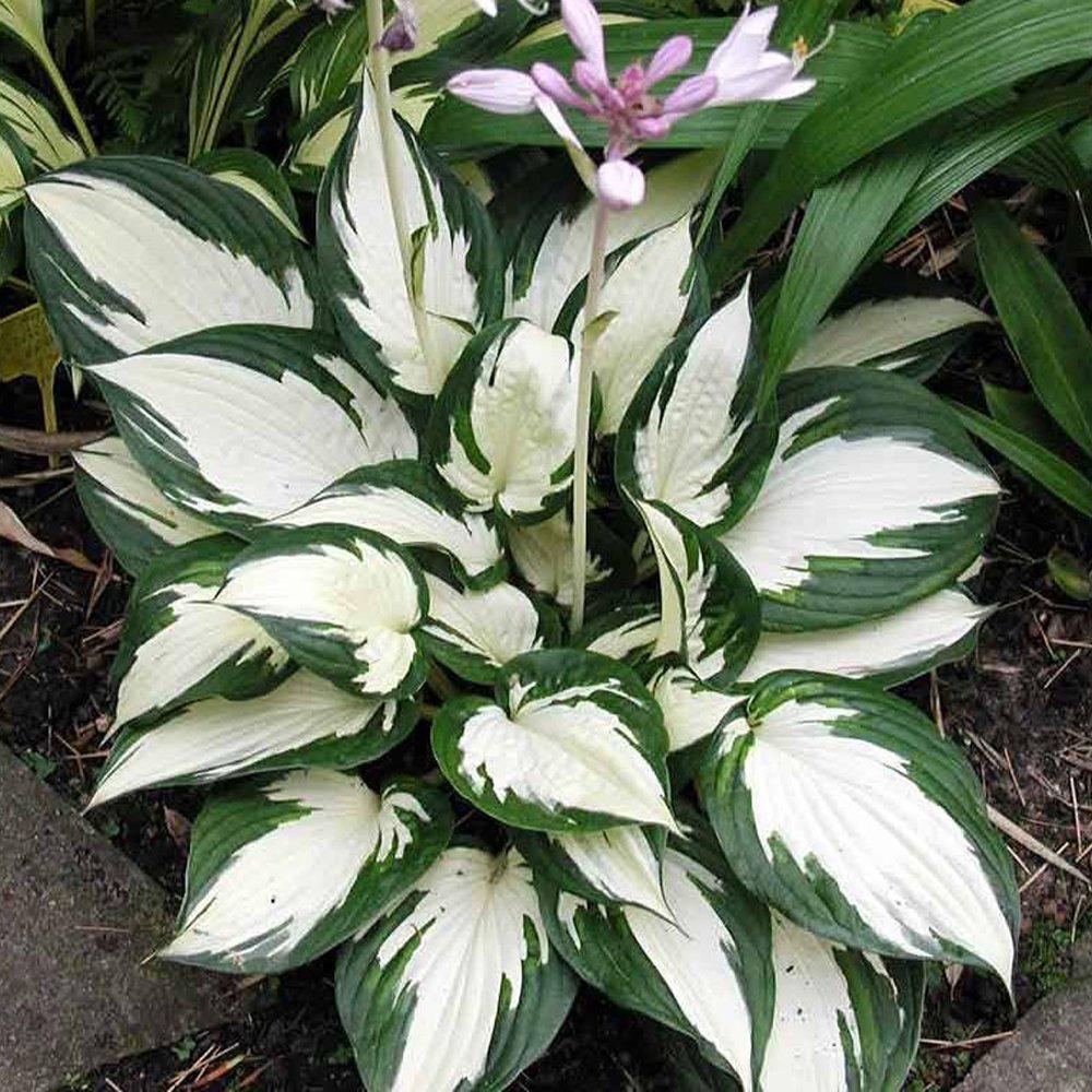 Crin de Toamna (Hosta) Fire And Ice, frunzis cu centru alb si margini verzi