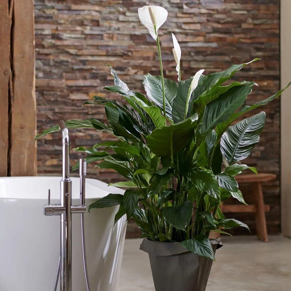 Crinul Pacii Spathiphyllum Pearl Cupido - 55 cm