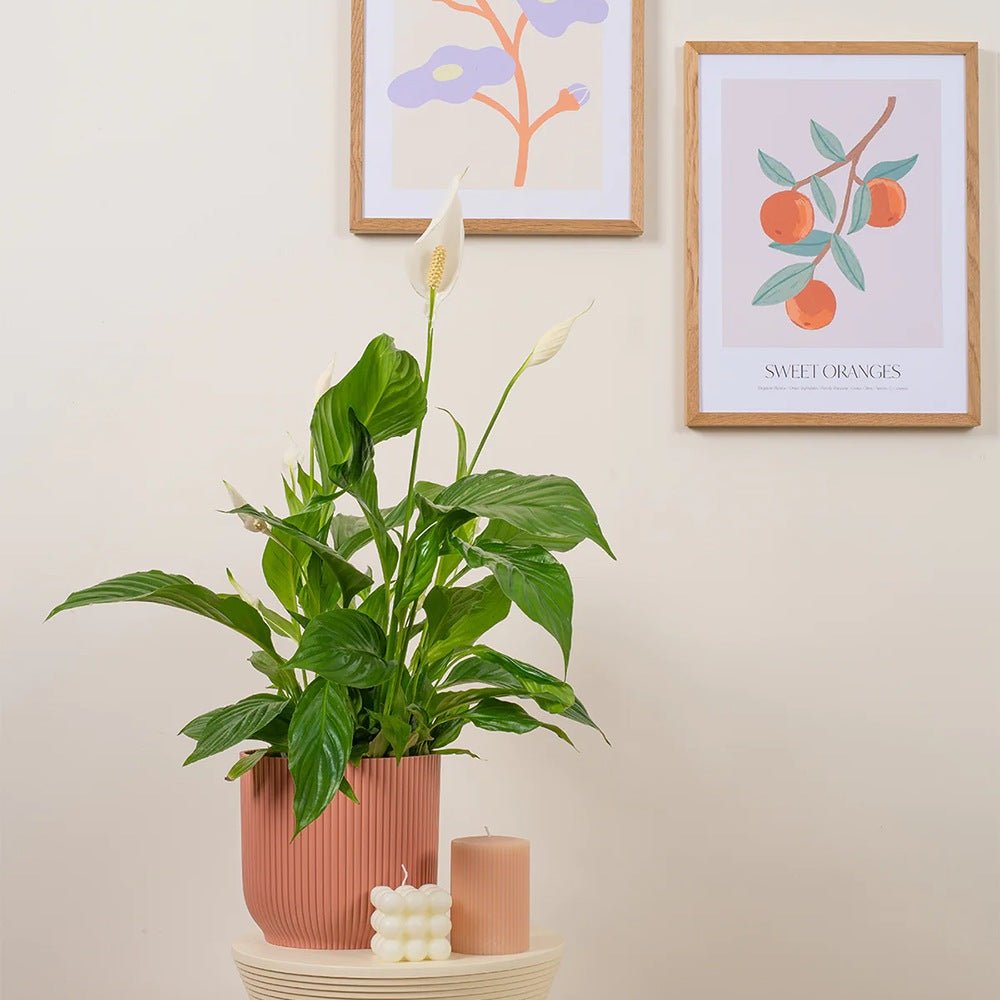 Crinul Pacii Spathiphyllum Pearl Cupido - 80 Cm