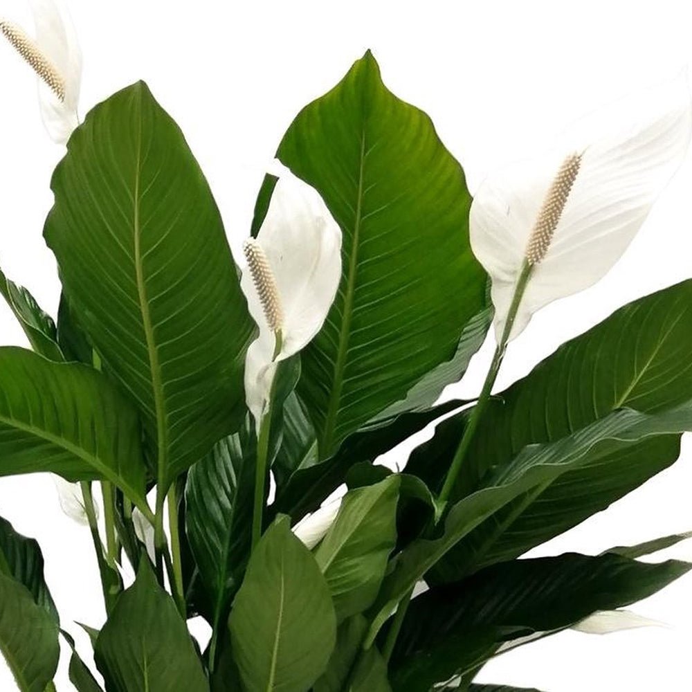 Кринът на мира Spathiphyllum 'Sweet Lauretta', 100 см – елегантни бели цветове и лъскави зелени листа