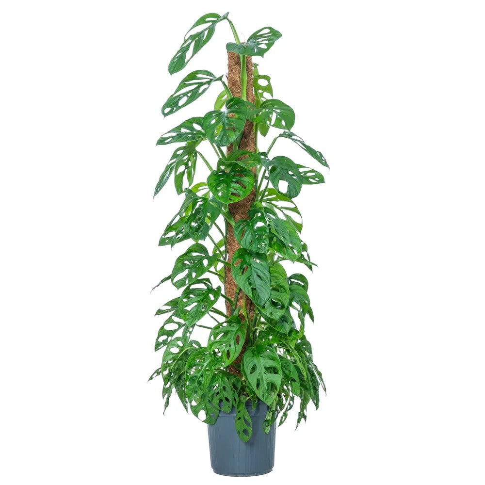 Стайно растение Monstera adansonii 'Holy Moly' – рядък вид с перфорирани листа, на опора, 160 см