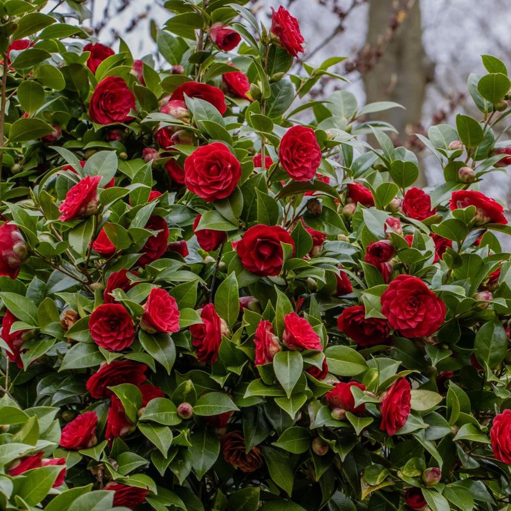 Камелия Camellia japonica 'Principessa Baciocchi' – вечнозелен храст с елегантни червени цветове