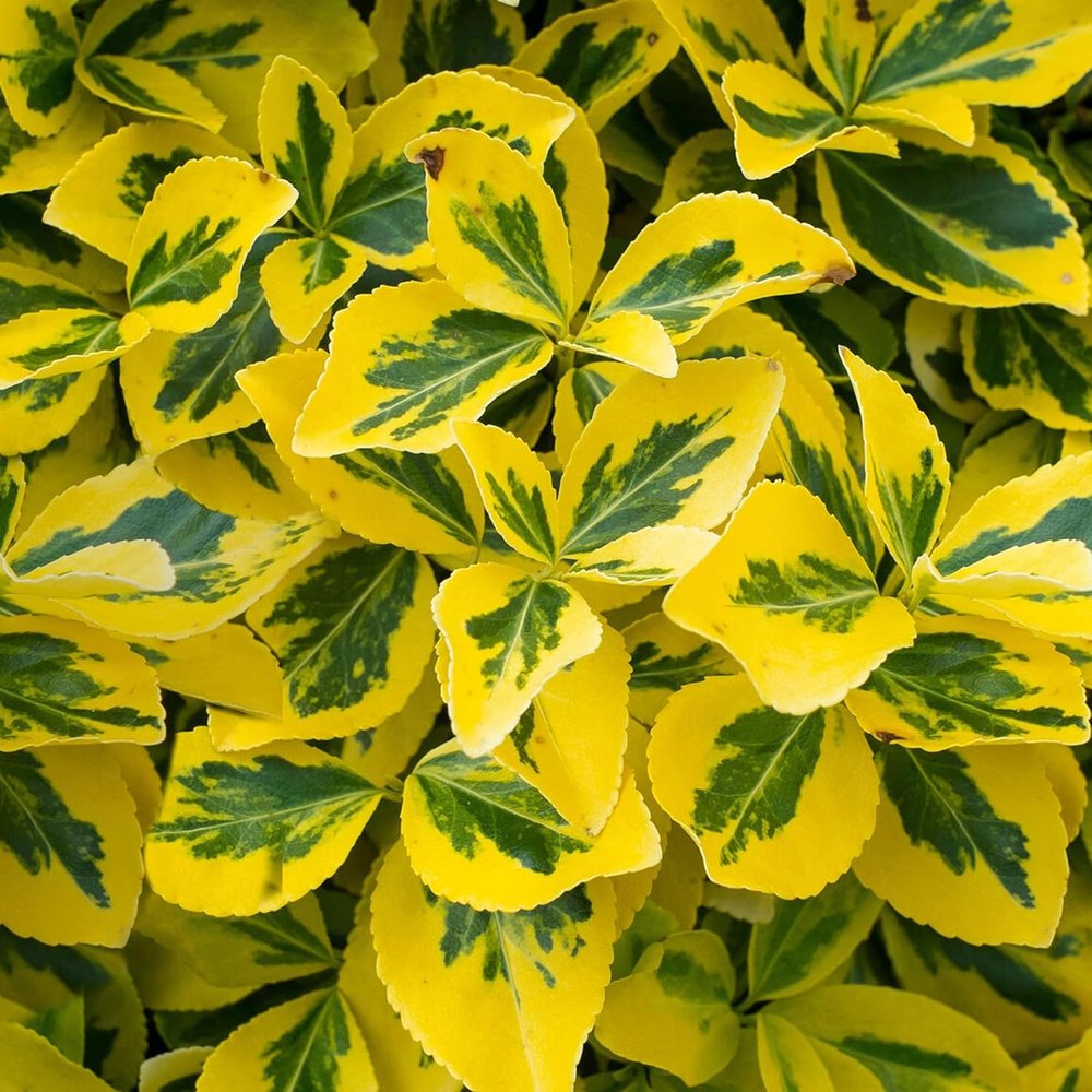 Евонимус щамбов Euonymus fortunei 'Emerald'n Gold' – вечнозелено дърво с вариегатна листа