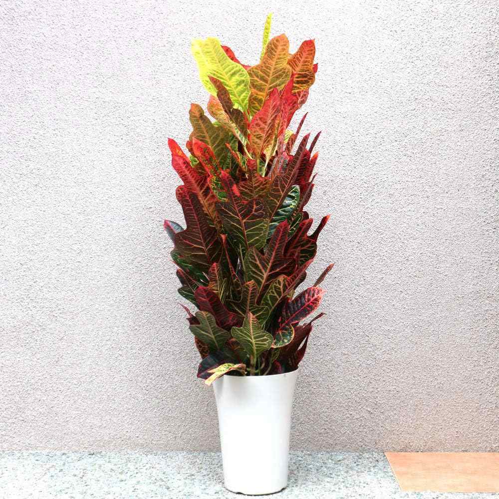 Кротон Codiaeum variegatum 'Excellent' – декоративно стайно растение с многоцветни листа, 60 см