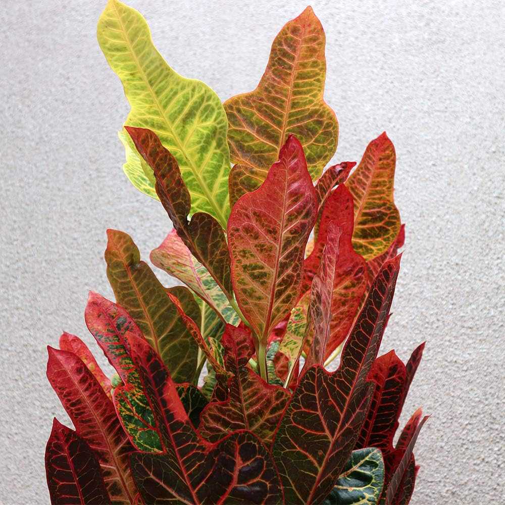 Croton Codiaeum Variegatum Excellent - 100 cm
