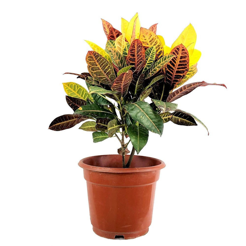 Croton Codiaeum Variegatum Petra - 50см