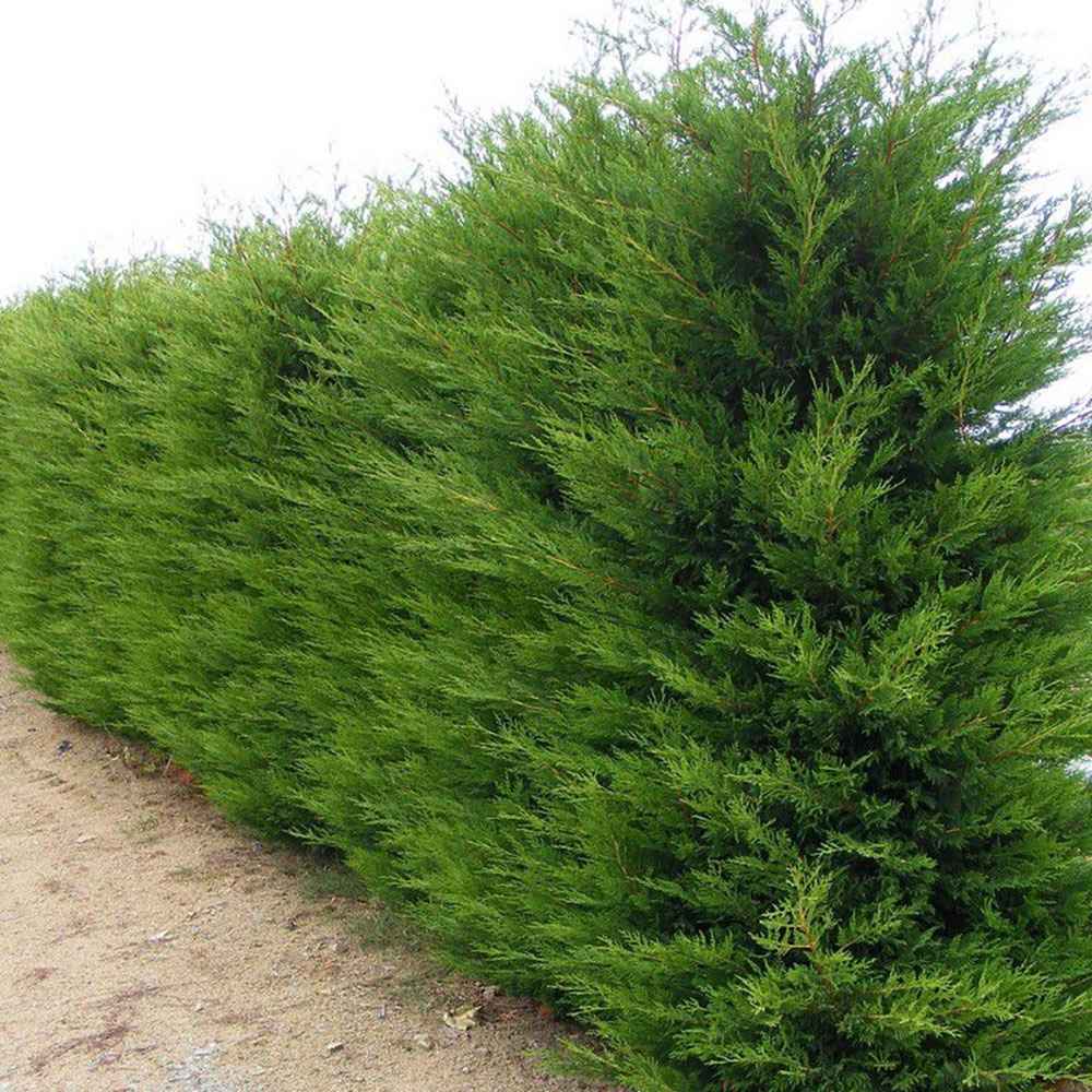 Chiparos Leylandii, gard viu rapid vesnic verde, crestere rapida, conifer foare rezistent la boli