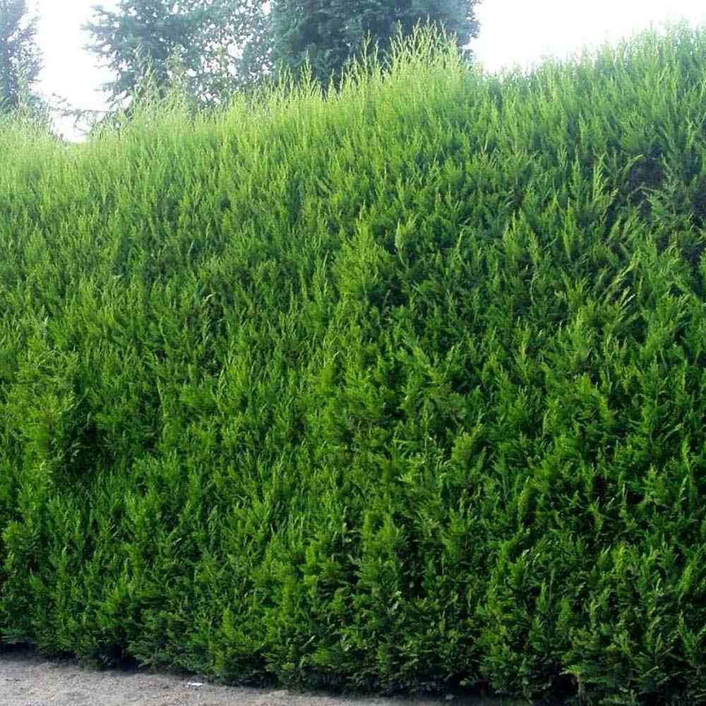 Chiparos Leylandii, gard viu rapid vesnic verde, crestere rapida, conifer foare rezistent la boli