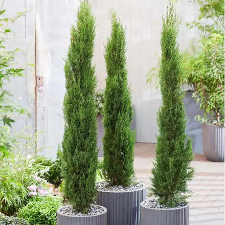 Италиански кипарис (Cupressus sempervirens Pyramidalis)