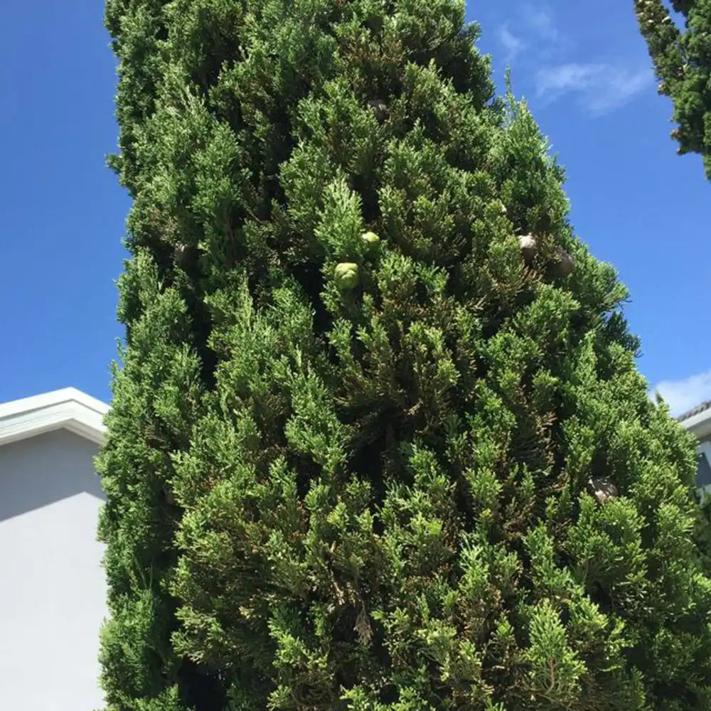 Италиански кипарис (Cupressus sempervirens Pyramidalis), колонен, устойчив, интензивнозелен, бърз растеж