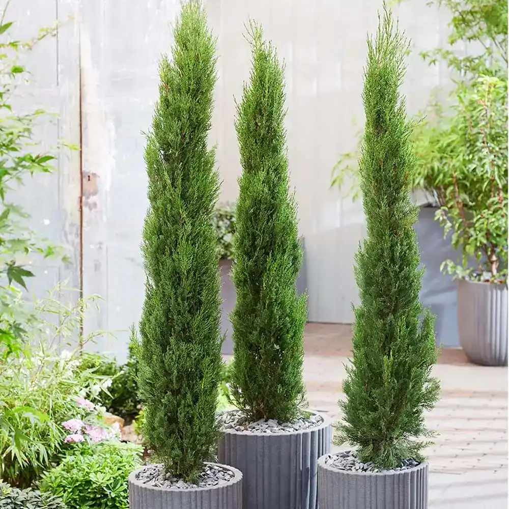 Италиански кипарис (Cupressus sempervirens Pyramidalis), колонен, устойчив, интензивнозелен, бърз растеж