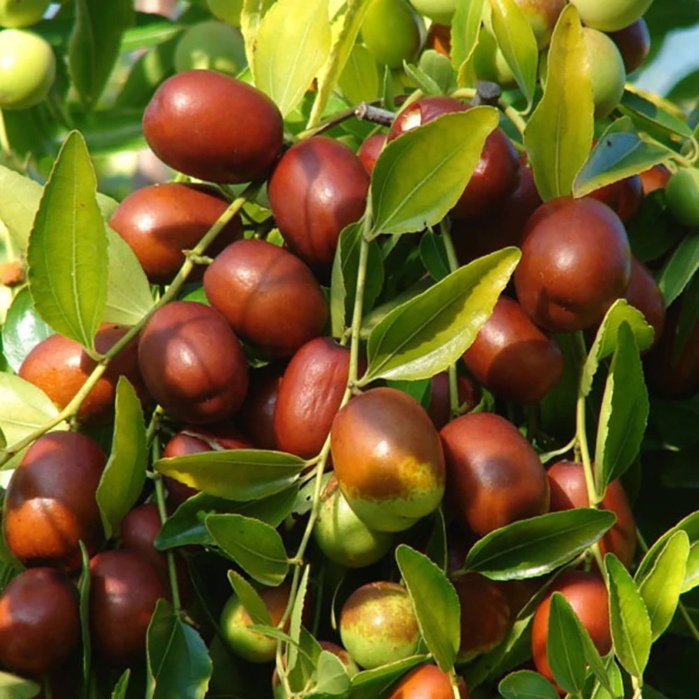 Curmal Chinezesc (Ziziphus jujuba), cu fructe dulci