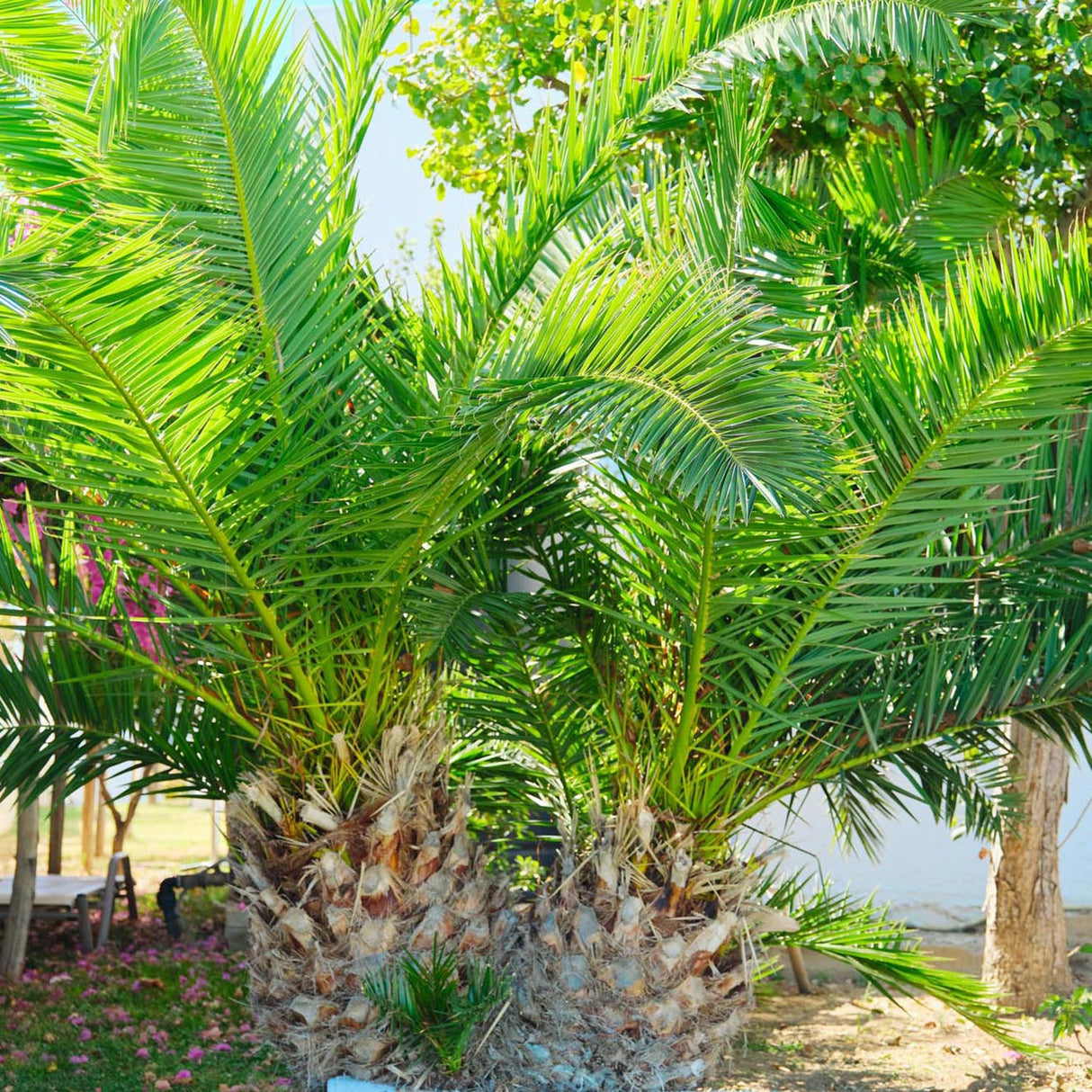 Palmier Curmal (Phoenix Canariensis)