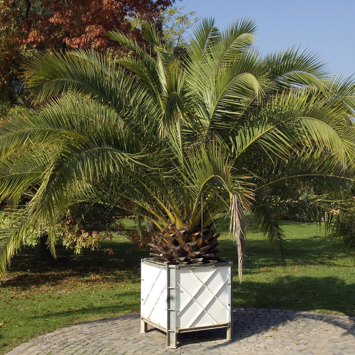 Palmier Curmal (Phoenix Canariensis)