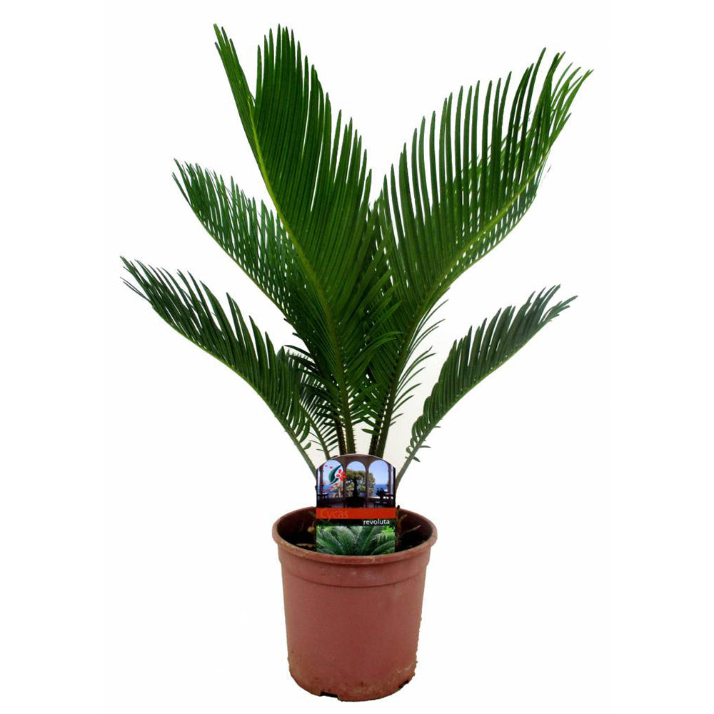 Palmier Sagotier Japonez Cycas Revoluta - 70 cm