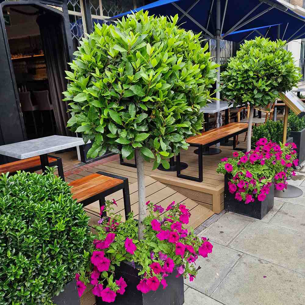 Dafin Comestibil - Tip Copac Ornamental