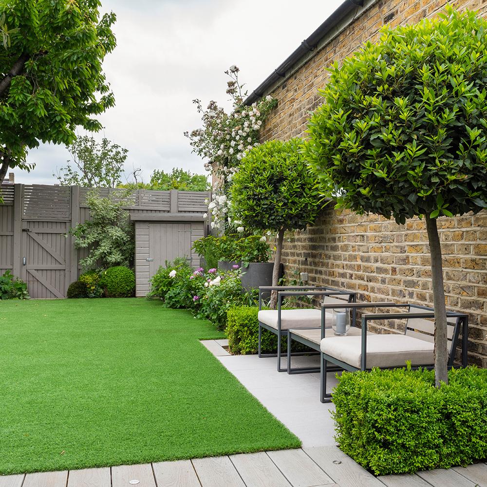 Dafin Comestibil - Tip Copac Ornamental