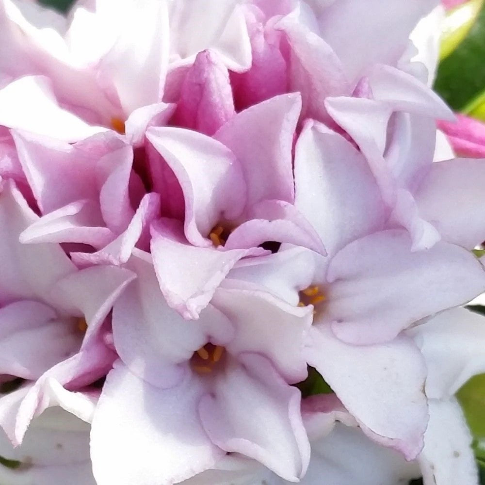 Daphne Perfume Princess, Printesa parfumului, cel mai parfumat arbust din lume, flori roz-pal
