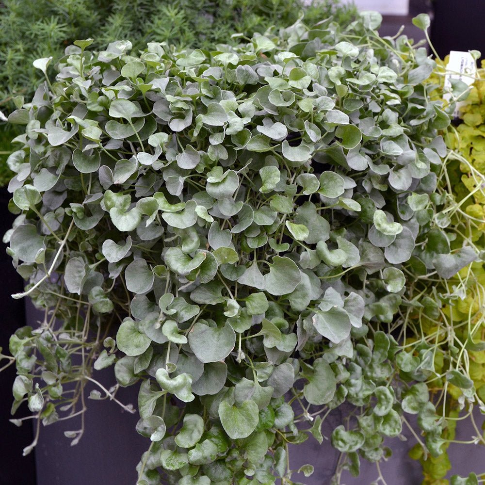 Dichondra argentea Silver Falls, curgatoare